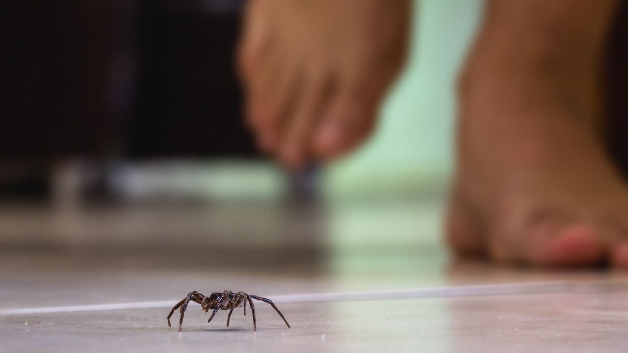 It’s peak spider season — here’s what to look out for and how to keep them at bay this fall