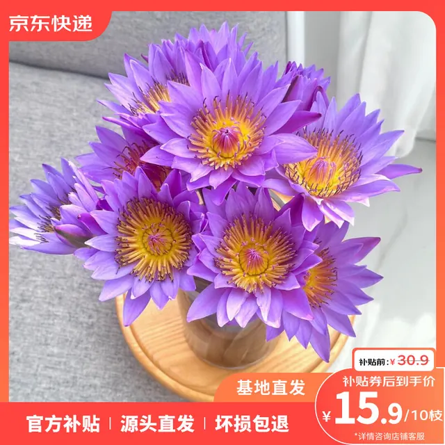 云选花礼 10枝紫色睡莲鲜花水养插花花束 14.9元（需用券）
