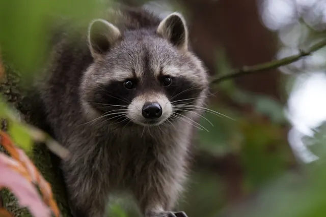 6 Ways to Keep Raccoons Out of Your Yard (and Trash Bins!) for Good