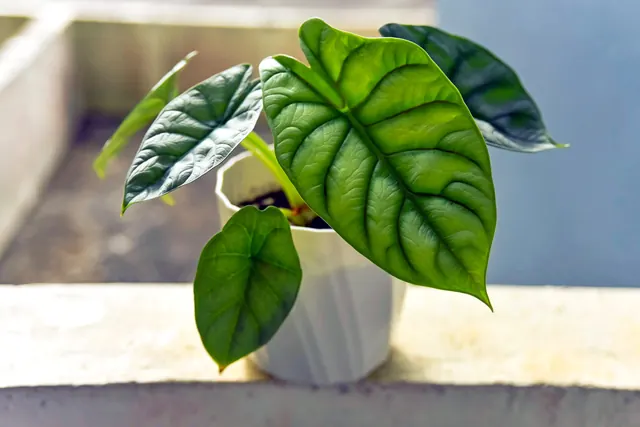 I Own 65 Houseplants—These Are the Ones I Think Are Way Too High-Maintenance