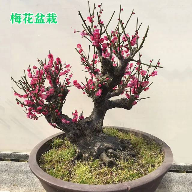 花竹恋 红梅盆景树桩盆栽 5年苗 16.8元