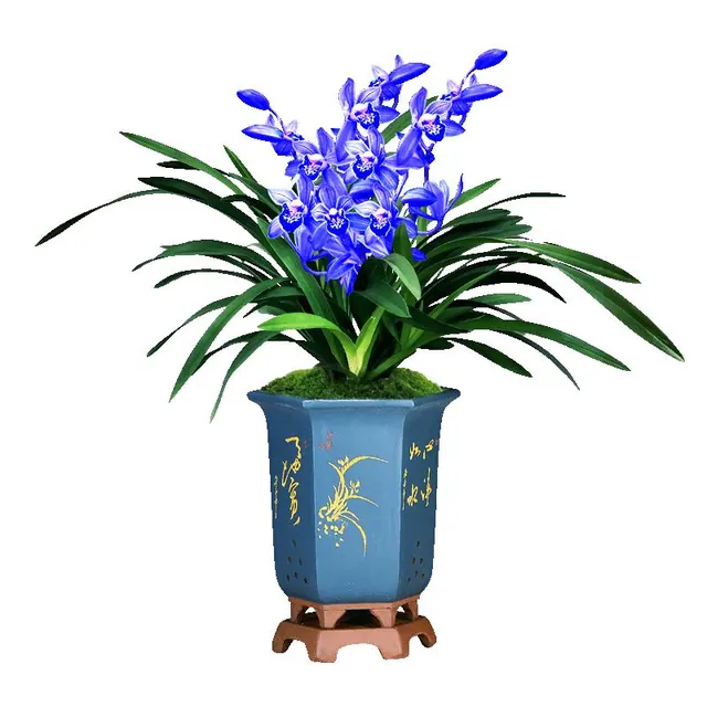 劉閣蘭花 超香建兰四季兰当年开花壮苗满屋飘香室内四季常青花卉盆栽草 2苗连体带黑色兰花盆 8.43元
