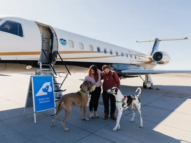 Pets on a plane: The speciality airline making travel possible with your furry companion