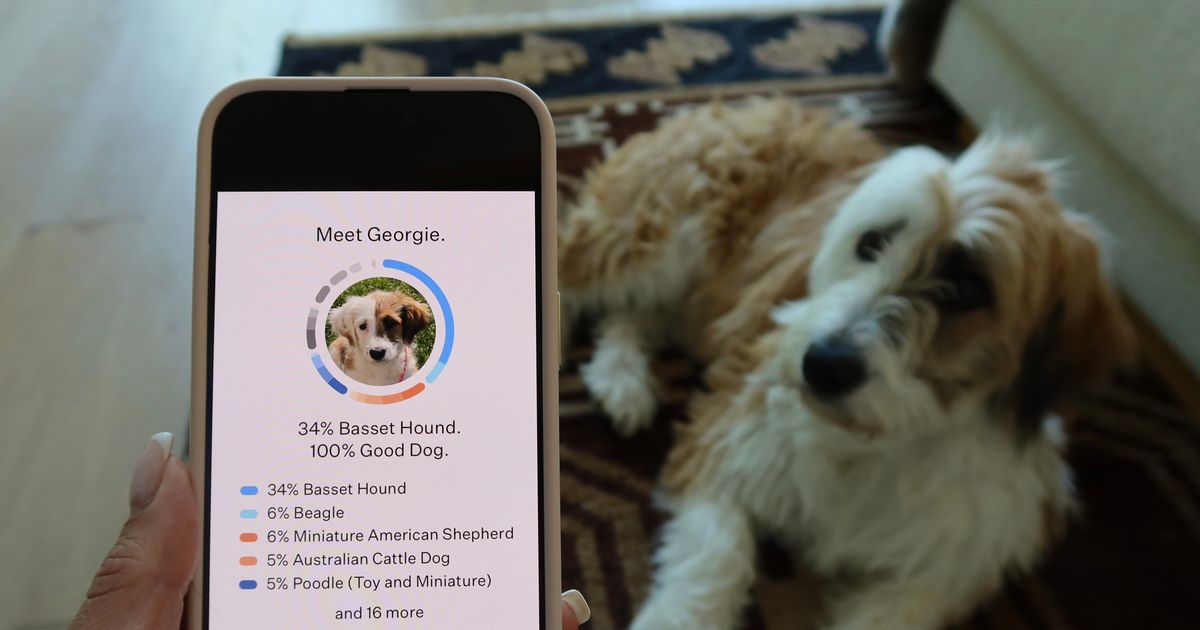 The Best DNA Tests for Dogs, According to Owners and Veterinarians